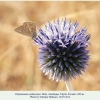 polyommatus rjabovi talysh male1